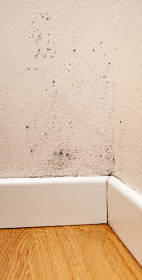 black-mold-corner-walls
