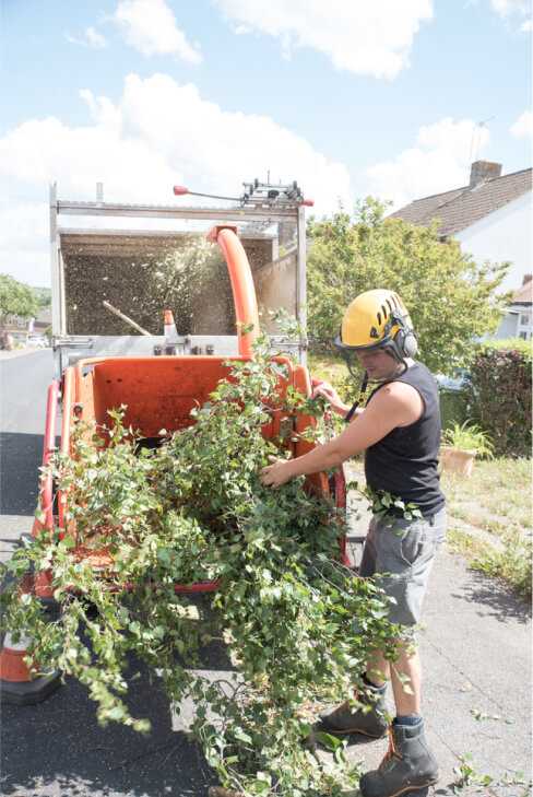 img - male-tree-surgeon-carefully-loads-branches-wood-shredding-machine