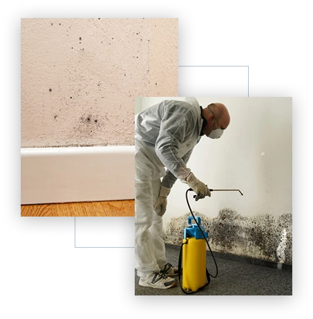 Mold Mitigation Contractor